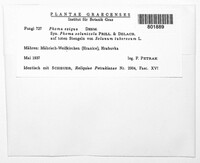 Boeremia exigua image